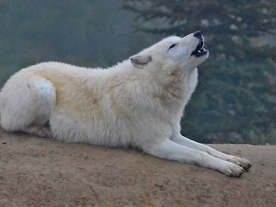 Vlci se podhrabali, utekli. Zoo je celý den zavřená, hledají další úniková místa