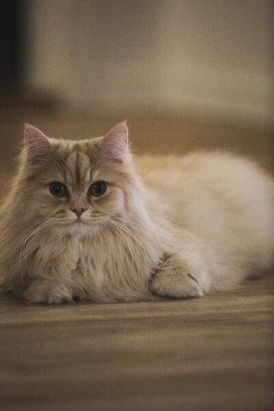 Persian Cats
