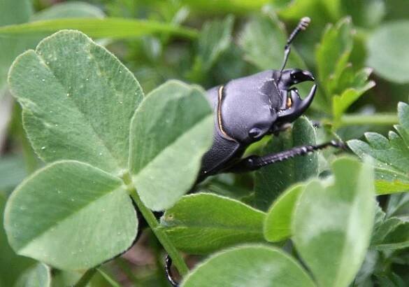 Roháček kozlík (Dorcus parallelopipedus)