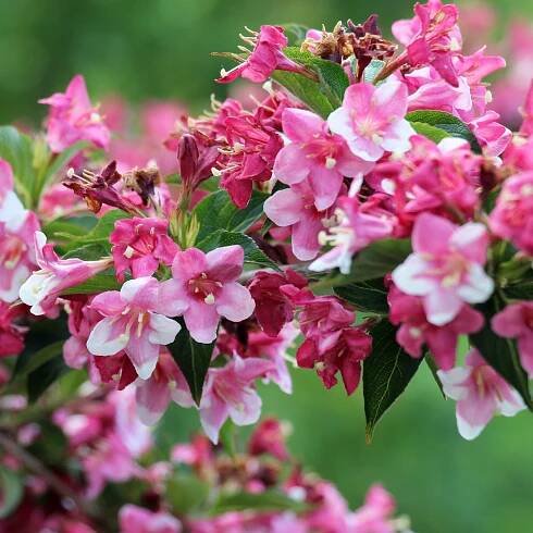 Keřovka RUMBA Weigela Na kmeni 100 cm Stromek Růžový PA80+