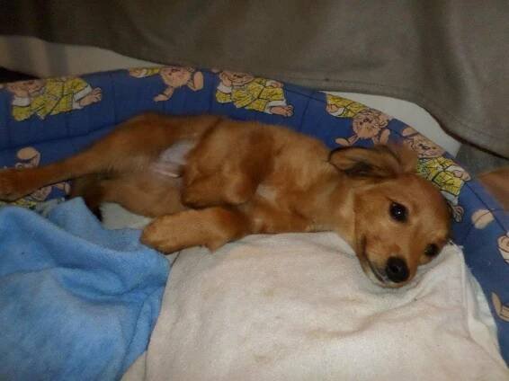 Pool štěně jezevčíka k adopci