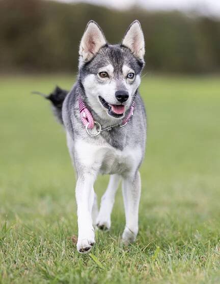 Karma | House of Klee Kai