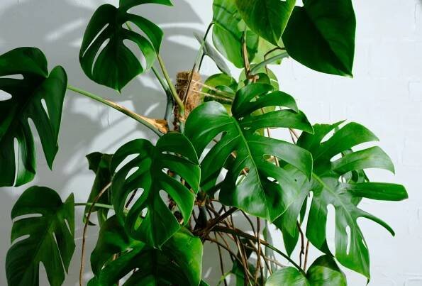 Monstera (Monstera)