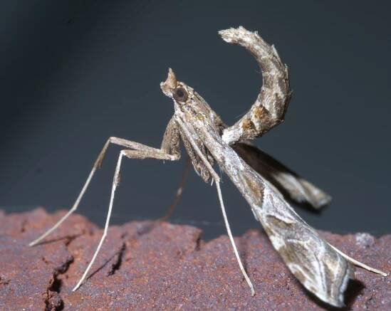 Lineodes interrupta