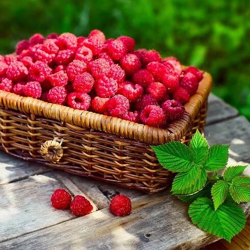 #3 - Heritage Raspberry Bush