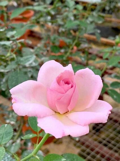 ‘Blue Emotion’ Rose