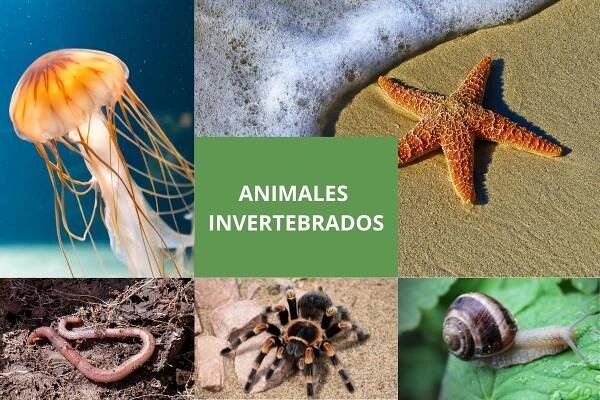 invertebrados