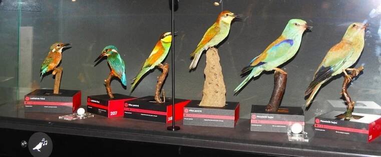 Květiny, kam se podíváš. Ornitologická stanice zve na Den květů
