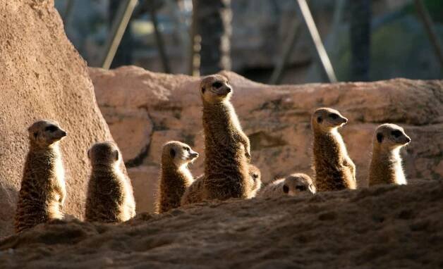 Meercats, Zoo, Valencia