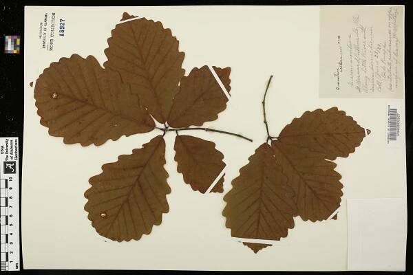 Quercus montana - Species Page - APA: Alabama Plant Atlas 