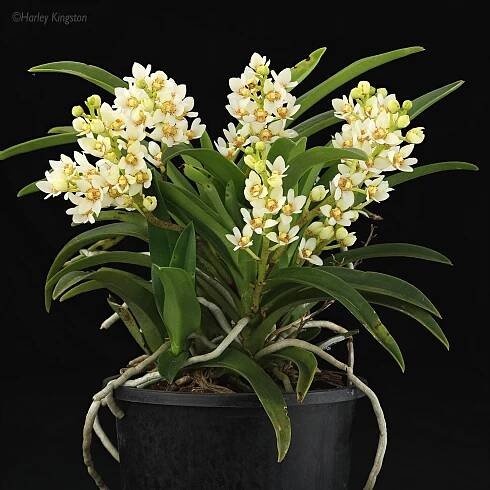 Sarcochilus aequalis - grown by Villien