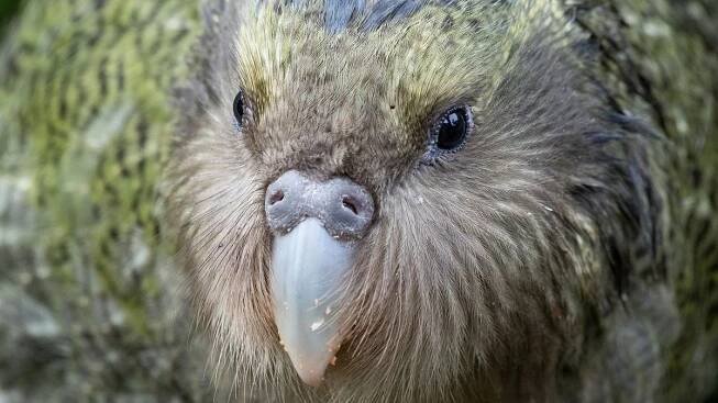 Ohrožené druhy: Kakapo soví je nejtlustší papoušek na světě, kterému svitla naděje na přežití - Médium.cz