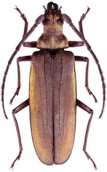 Aegosoma sinicum sinicum