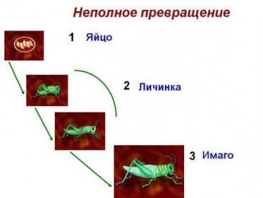 vývojové fáze hmyzu 