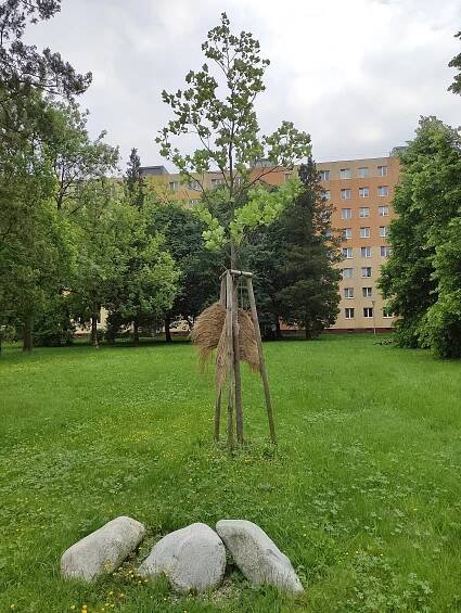 Liliovník tulipánokvětý u Gymnázia Olgy Havlové – Wikipedie