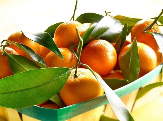 Citrusy: krásné a zdravé