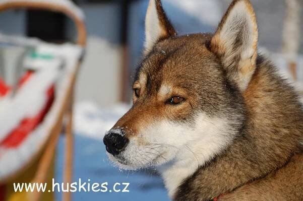 Jana Henychova, Siberian husky - Huskies.cz- Archiv 2012