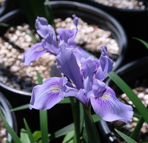 Search Results for “pacific coast iris” – Matilija Nursery
