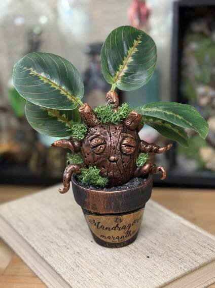 Mandragora Marantha