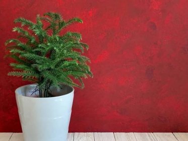 vánoční strom, borovice norfolkského ostrova - blahočet ztepilý - stock snímky, obrázky a fotky