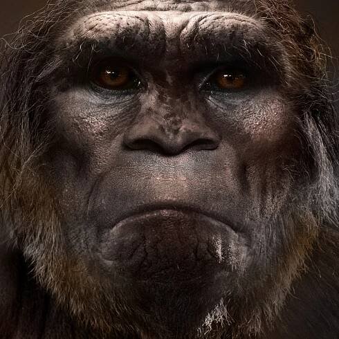 Bigfoot Faces - BIGFOOT411