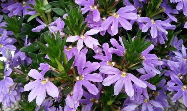 Blaue Fächerblume (Scaevola aemula)