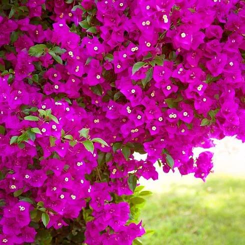 Vera Deep Purple Bougainvillea