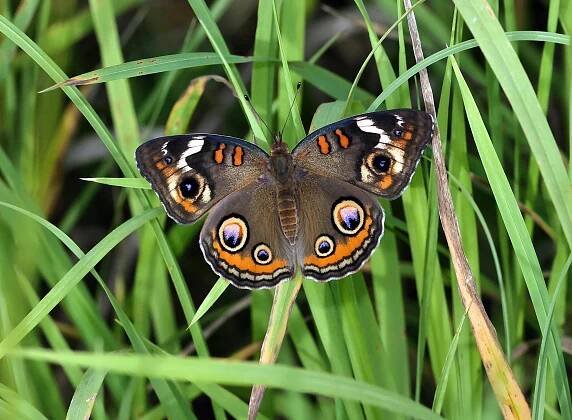 Detailní Záběr Na Butterfly Buckeye Odpočívá Na Trávě · Základová fotografie zdarma