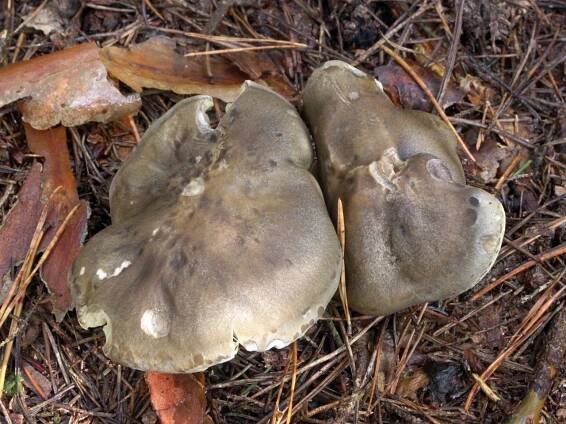 Tricholoma saponaceum - čirůvka mýdlová