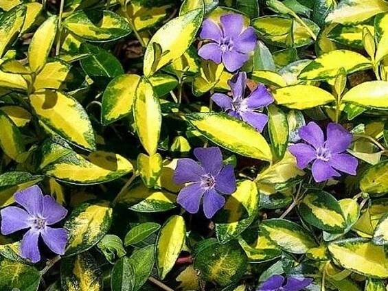 Barvínek menší 'Illumination' - Vinca minor 'Illumination' - Zahradnictví Spomyšl