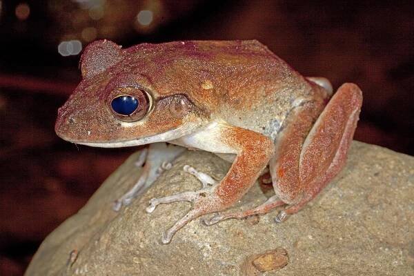 Cornufer vitianus , Fiji Ground frog, Lavena, Taveuni, Fiji