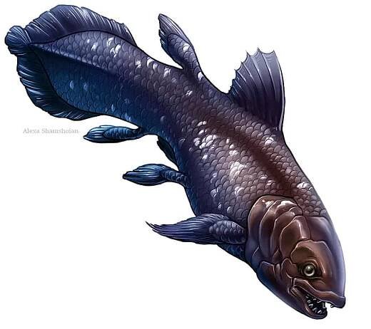Coelacanth • Dinosaurs - Pictures and Facts