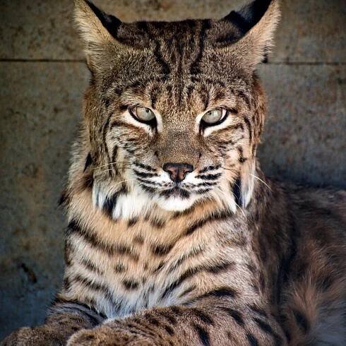 Foto: ©Zoopark Olovnice
