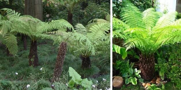 Dicksonia antarctica | České tropy