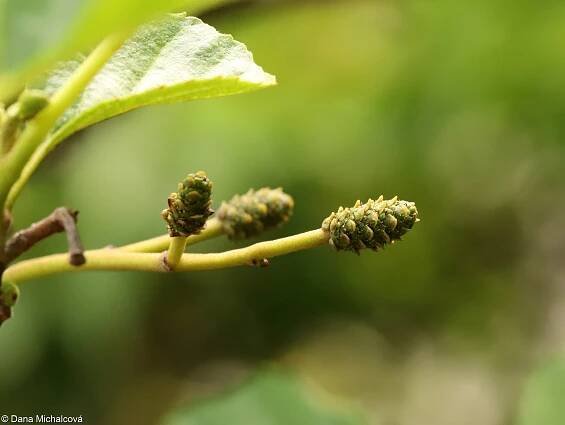 fotografie Alnus glutinosa (olše lepkavá)