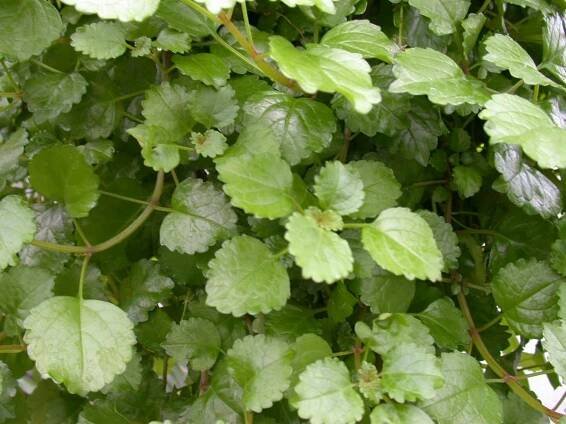 Plectrantus (máta vnitřní): druhy a odrůdy, fotografie, domácí péče