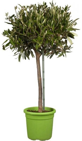 Olivovník evropský (Olea europaea), 70-80 cm, pr. kv. cca 18 cm nakoupit u OBI