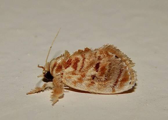 Narosa conspersa
