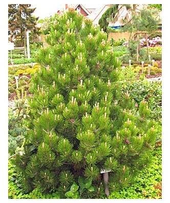 Pinus leucodermis ́Compact Gem ́ Borovice pokroucená 'Compacta' - PRODEJ ROSTLIN