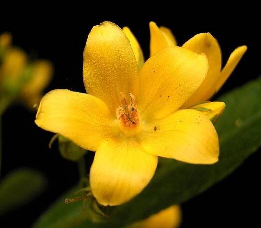 Soubor:Lysimachia vulgaris 04 ies.jpg