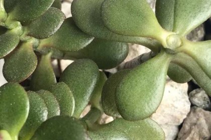 Tips for Cultivating a Beautiful Jade Tree