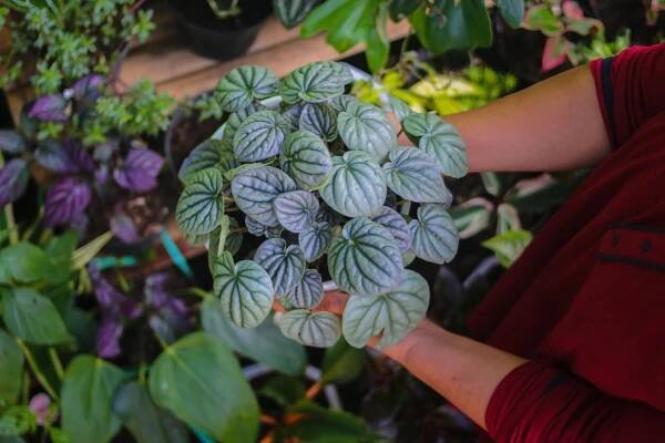 Peperomia Caperata Lilian je solitér.