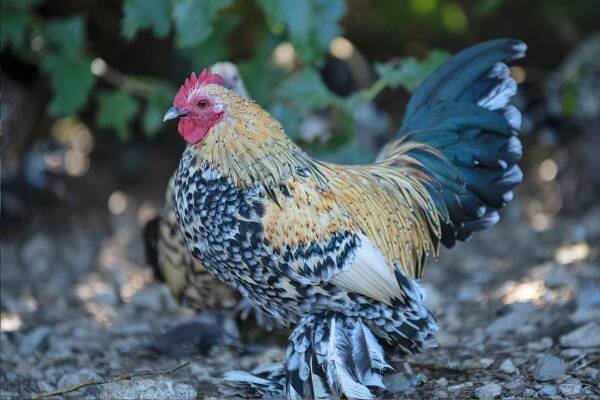 Booted Bantam