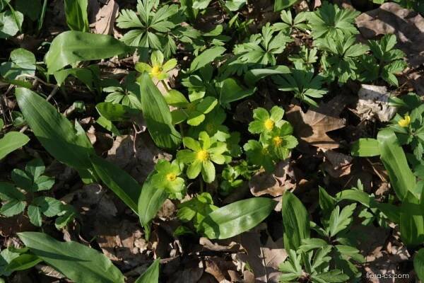 Hvězdnatec zubatý (Hacquetia epipactis)