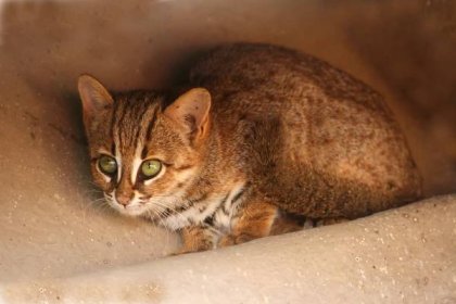 1024px-Rusty_spotted_cat_1