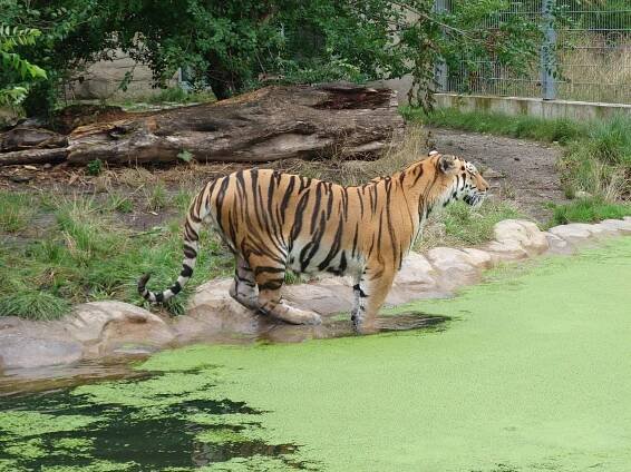 Zoo Ohrada Hluboká nad Vltavou 2023 - PhoneCopy
