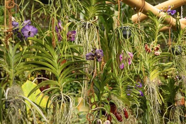 PODÍVEJTE SE: V hlavní roli orchideje a ženy. Botanická zahrada zahájila sezonu