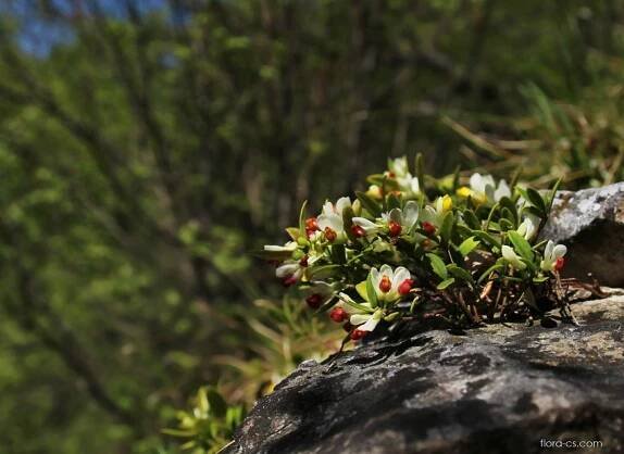 Zimostrázek alpský (Polygala chamaebuxus), květy, květenství