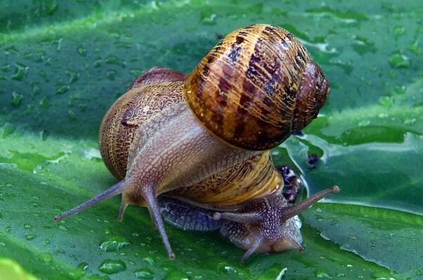 šnek, gastropod, Rosa, korýšů, bezobratlých, zahrada, příroda