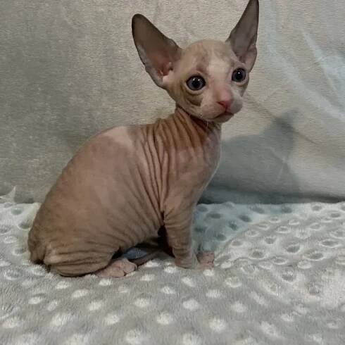 Candy - kočička plemene Donský Sphynx